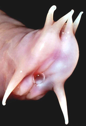 Myxine glutinosa_05.jpg